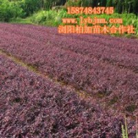 瀏陽紅花繼木、瀏陽紅花繼木精品批發(fā)直銷、瀏陽最新紅花繼木價格