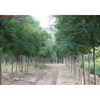 白皮松 油松苗 國槐苗 刺槐 側(cè)柏 速生楊 山楂