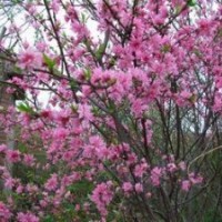 菊花碧桃樹苗|優(yōu)質(zhì)菊花碧桃樹苗|菊花碧桃價格|誠信為本