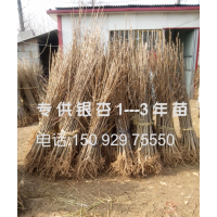 大量供應銀杏樹