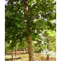 主營(yíng)法桐 專營(yíng)法桐 10公分法桐 12公分法桐 15公分法桐