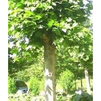 專營(yíng)法桐 3公分法桐 5公分法桐 6公分法桐 8公分法桐 10公分法桐