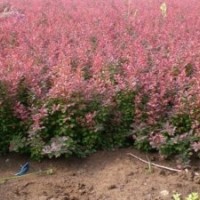 供應(yīng)紅葉小檗，紅葉小檗價(jià)格，紅葉小檗基地