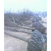 國槐12-20公分大量供應(yīng)中