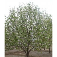 河北懷來縣最新八棱海棠樹供應