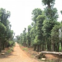 供應29公分30公分31公分移栽香樟樹宏發(fā)園林基地