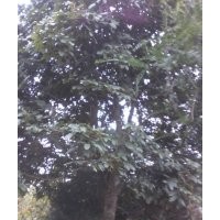 花梨木、香樟、羅漢松