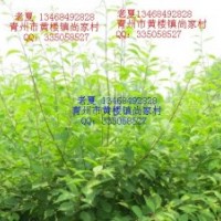 低價(jià)供應(yīng)榆葉梅流蘇碧桃黃櫨海棠無(wú)刺皂角黃葉火炬桂花側(cè)柏