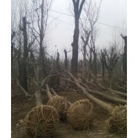 國槐.法桐.白臘.速生國槐.法桐.白臘2公分