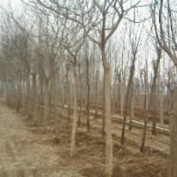 國槐五公分六公分出售