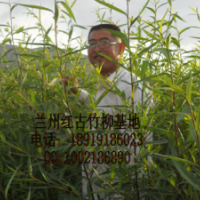 甘肅竹柳，蘭州竹柳，西北竹柳