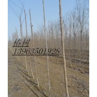 【售】毛白楊＼１０７楊＼國槐＼法桐＼白蠟＼千頭椿＼柳樹及小苗