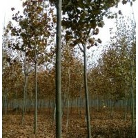 低價(jià)供應(yīng)法桐、廣玉蘭、合歡、紫葉李、紫薇等綠化苗木