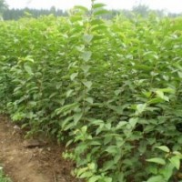 桃樹(shù)苗，杏樹(shù)苗，柿樹(shù)苗，棗樹(shù)苗,蘋(píng)果苗，核桃苗，梨樹(shù)苗，