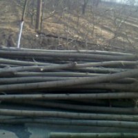 白皮松，營養(yǎng)杯油松，側柏，刺槐小苗，花椒苗