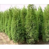 定州北京檜柏種植基地