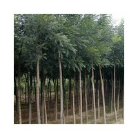 大量供應(yīng)各種規(guī)格國(guó)槐