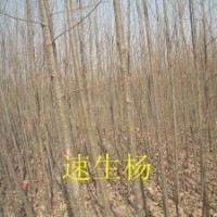 出售速生楊