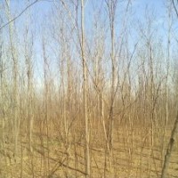 便宜出售：2-10公分紫葉李16000棵一級樹，2-15公分香花槐65000棵