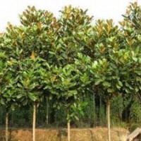 河南園林綠化苗圃基地供應(yīng)廣玉蘭、紫玉蘭、白玉蘭等綠化苗木