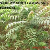 香椿苗出售、2年生香椿苗80-1.5米大量供應(yīng)