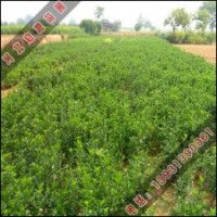 四季常青樹—冬青