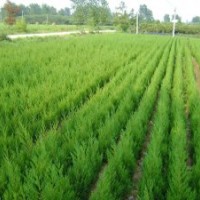 1.松柏類塔柏.蜀檜.北京檜.灑金柏.龍柏.爬地柏.圓柏.鉛筆柏.刺柏