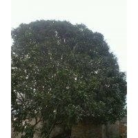 湖北桂花，八月桂