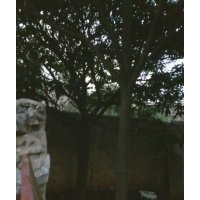 供應(yīng)枇杷樹,咸寧枇杷樹供應(yīng)