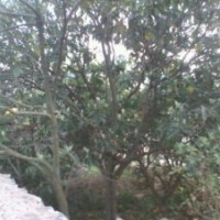 大量供應(yīng)各種規(guī)格枇杷樹