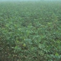 大量供應(yīng)速生白蠟、國槐