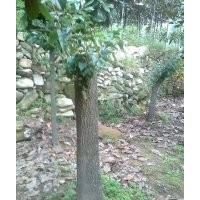 供應(yīng)1-60公分流蘇樹