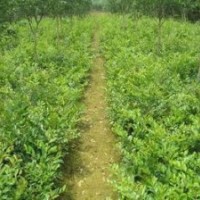 河南苗木基地大量出售深山含笑、大葉含笑、合歡