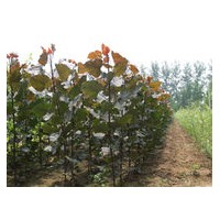 紅葉楊 大葉女貞，合歡，紫薇，紫葉李，銀杏楊樹(shù)，丁香，龍柏、