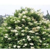 供應(yīng)珍珠梅