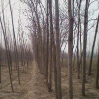 [供應(yīng)] 速生楊 5-6公分 ， 5萬株。型好、皮光， 欲購從速 ，聯(lián)系