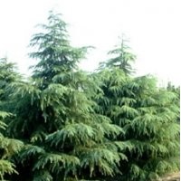 苗木種植大戶-南京泉江苗圃場常年低價銷售綠化工程苗