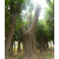 大皂莢（皂角）