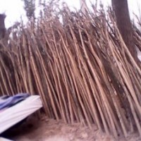 5公分國(guó)槐價(jià)格 5公分國(guó)槐