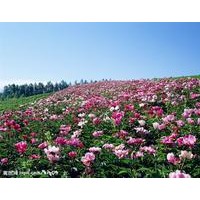 提供優(yōu)質(zhì)綠化月季