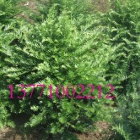 批發(fā)紅豆牌紅豆杉精品景觀樹(shù) 實(shí)生苗 造型挺拔 一件起批