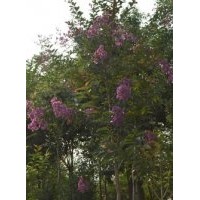 供應(yīng)紫薇