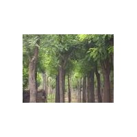 供應國槐、國槐