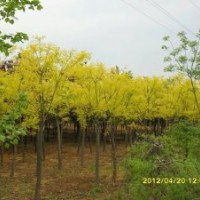 低價(jià)出售8—15公分黃金國(guó)槐