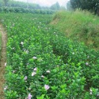 送貨上門木槿.金邊黃楊.繡線菊.金絲桃.金絲梅.