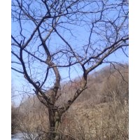 拍賣有型的皂角,樹名(拉窩LO)