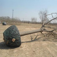 出售胸徑16-17厘米國(guó)槐