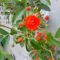 出售豐花月季25-40cm高