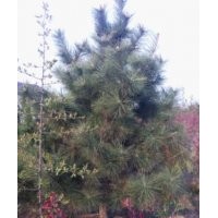 批量供應(yīng)油松、國槐、雪松等綠化苗木