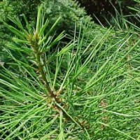 1-15公分山楂樹 桃樹 國槐